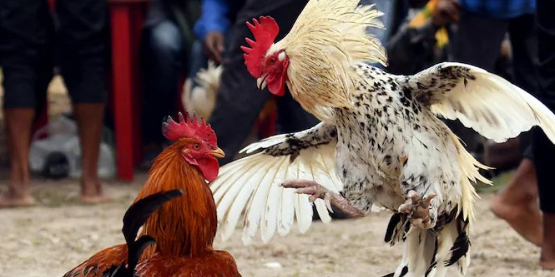 Giới thiệu khái quát về đá gà Thomo trực tuyến