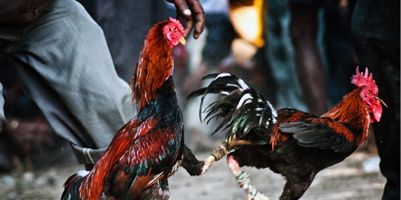 Luật chơi cược gà Thomo TIC88 dành cho người mới